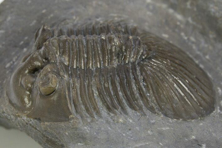 Scabriscutellum Trilobite - Nice Shell Detail #312798